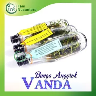 Bibit Bunga Anggrek VANDA Anggrek Botol