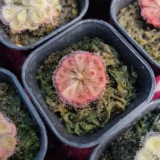 Biji Benih Seed Drosera Burmanii Humpty Doo