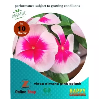 bibit benih biji tanaman bunga vinca nirvana pink splash repack isi 10butir