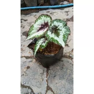 tanaman begonia rex