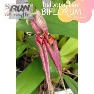 Anggrek Bulbophyllum Biflorum SIAP BUNGA