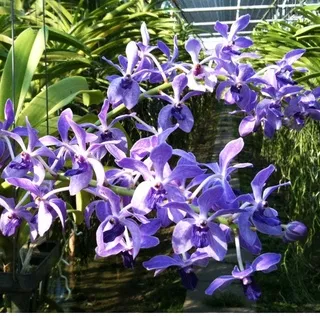 Rhynchostylis Gigantea Blue DEWASA