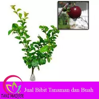 Tanaman Buah Cherry Jepang