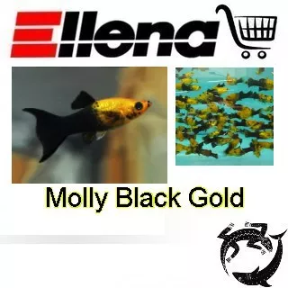 Molly Black Gold  / Molly Dewasa / Molly Black Gold Dewasa