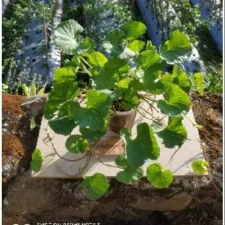 Tanaman hias herbal obat alami daun pegagan untuk kesehatan murah tanaman hidup dekorasi taman