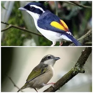 BURUNG CENDET KEMBANG