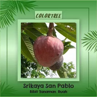 Bibit Tanaman Buah Srikaya San Pablo 60cm