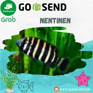 ikan hias aquarium jenis air tawar IKAN NENTINEN zebra ikan belang lucu unik menarik akuarium aquascape