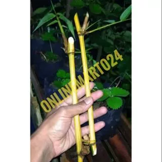 BAMBU KUNING jual stek bamboo kuning kualitas no1 Konon stek batang tanaman ini bisa mengikat HOKI