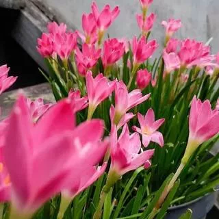 tanaman hias kucai lili bunga pink