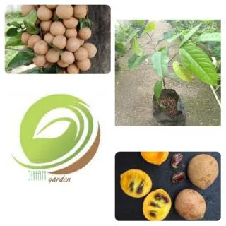 Bibit tanaman buah kepel/pohon kepel atau burahol/si buah unik dan langka