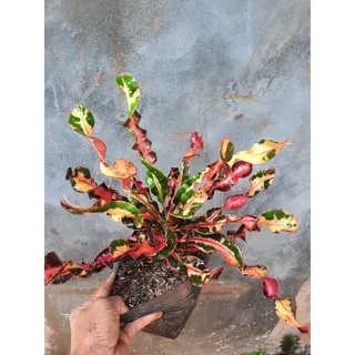 POHON PURING BOR-tanaman puring bor daun merah