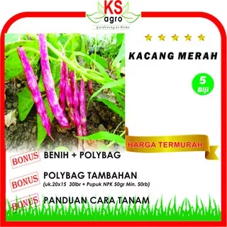 BENIH KACANG MERAH BIBIT SAYURAN UNGGUL