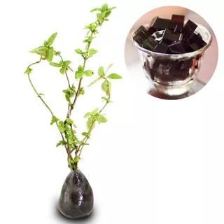 bibit tanaman herbal janggelan cincau hitam