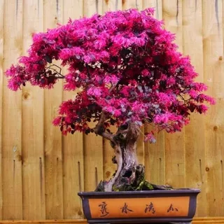 tanaman hias serut merah bibit bonsai/bibit bonsai pitalum