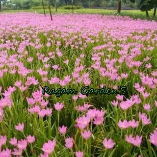 ` Ragam Tanaman Hias Kucai Lili Bunga Pink - Lily Hujan bunga pink