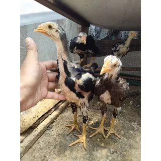 Anak ayam Bangkok usia 3 bulan sepasang