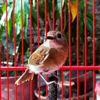 Burung SRDC sikatan rimba dada coklat