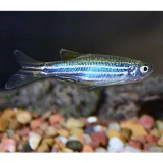 ikan air tawar aquascape blue danio zebra haisan aquarium aquascape