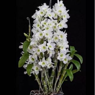 Anggrek Dendrobium Nobile White