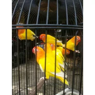 Burung Lovebird lutino mm/mata merah