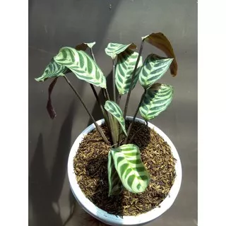 Maranta Sepat / Calathea Makoyana