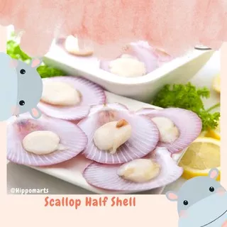 Scallop Half Shell / Kerang simping frozen export Quality / Kerang Kampak