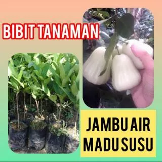 Bibit Jambu Air Madu Susu 400 gram / Bibit