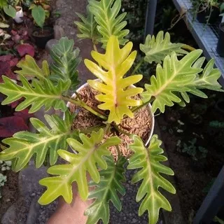 Tanaman hias philodendron xanadu golden - 199plant_bandung
