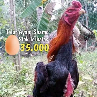 Ayam Shamo Ori Telur Tetas Fertil red tanaka
