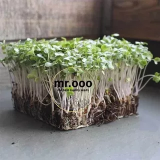 Microgreens Broccoli Waltham- 5 Gram (+/- 900 benih) - Repack Benih USA