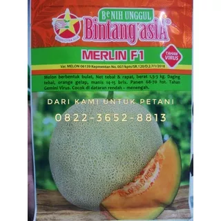 Benih Melon Merlin F1 20g Tahan Virus