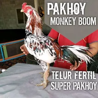 Ayam bangkok aduan f1 super pakhoy monkey boom thailand telur fertil