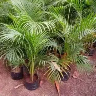 Tanaman pohon palem kuning - pohon palm kuning - palem kuning tinggi 50cm