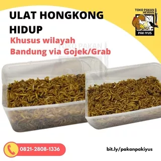 ULAT HONGKONG HIDUP MURAH - ULET HILEUD