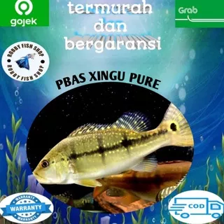 ikan bass xingu pure size 6/7cm tankmate arwana ikan airtawar