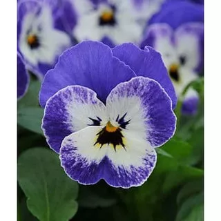 7 Benih Bunga Viola Sorbet Delft Blue