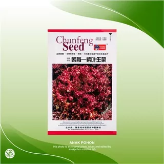 ( 1 PACK ) Benih Selada Merah Red Coral Lettuce Tipe B Seeds Retail Pack - IMPORT