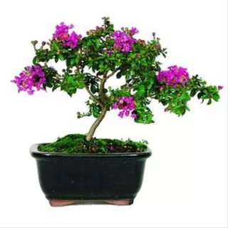 30 biji  bungur jepang ungu bonsay