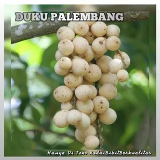 bibit buah duku palembang hasil okulasi