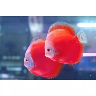 Discus - Red melon 1 inch.