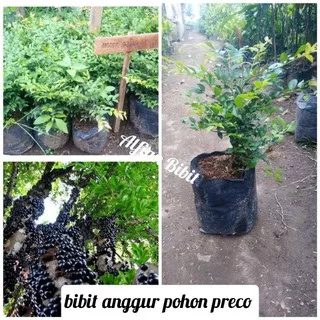 bibit anggur pohon sabara // anggur brazul // jaboticaba sabara murah bisa tabulampot super unggul