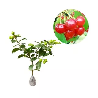 Tanaman buah Cherry Jepang 750g