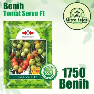 SERVO F1 Benih Tomat Panah Merah 1750 benih