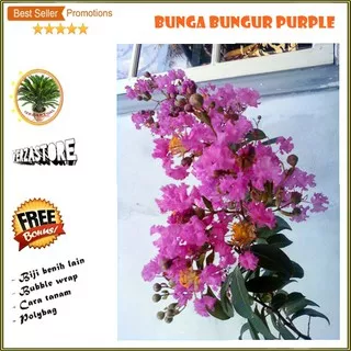 biji benih bunga bungur purple /30 biji