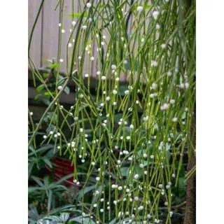 tanaman rhipsalis baccifera/tanaman gantung mutiara/tanaman mutiara