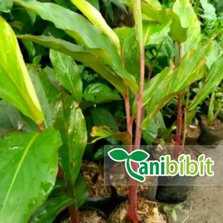 Bibit Tanaman Kecombrang - Honje (obat herbal) - Daun Kecombrang