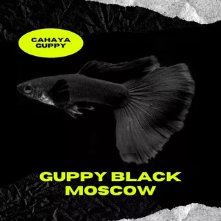 ikan guppy black moscow/ ikan hias aquascape aquarium / sepasang jantan betina dewasa / ikan indukan