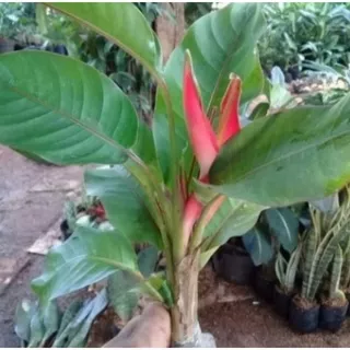 Pohon Pisang Bali Bunga Merah Tanaman Hias Pohon Pisang Pisangan Bali