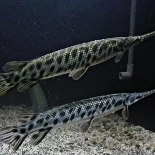 Ikan Predator Aligator Gar spatula